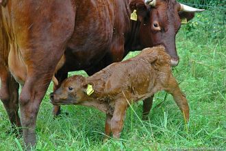 3 Kuh mit Kalb im Goldbachtal
